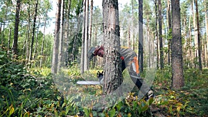 Lumberjack is cutting a tree with a chainsaw