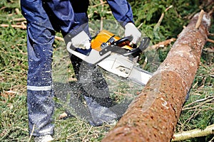 Lumberjack cutting tree in forest