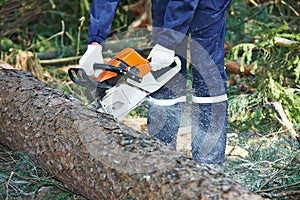 Lumberjack cutting tree in forest