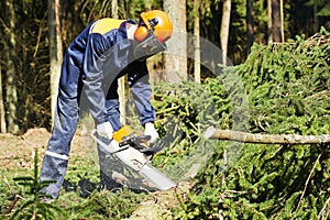 Lumberjack cutting tree in forest