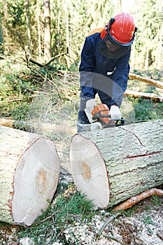 Lumberjack cutting tree in forest