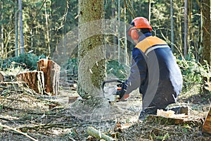 Lumberjack cutting tree in forest