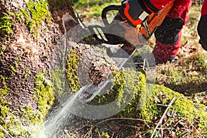 Lumberjack cutting tree in forest