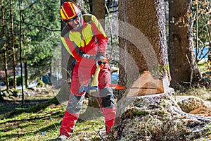 Lumberjack cutting tree in forest