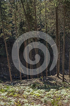 Lumberjack cutting tree