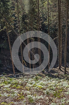 Lumberjack cutting tree