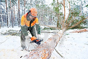 Lumberjack cutting tree in snow winter forest photo