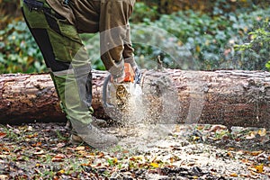 Lumberjack is cutting tree trunk by chainsaw in forest