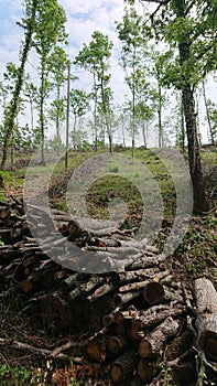 Lumberjack. Forest Wood. Trees. Forests