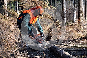 Lumberjack, forest work