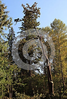 Lumberjack high up in a Cedar Tree