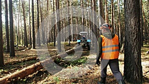 Lumberjack logger worker in protective gear cutting firewood timber tree in forest with chainsaw