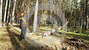 Lumberjack logger worker in protective gear cutting firewood timber tree in forest with chainsaw