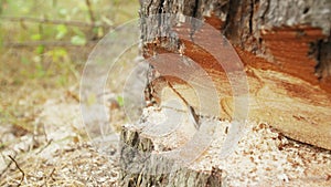 Lumberjack logger worker in protective gear cutting firewood timber tree in forest with chainsaw