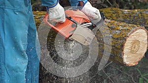 Lumberjack logger worker in protective gear cutting firewood timber tree in forest with chainsaw.