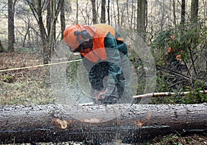 Lumberjack, tree cutting
