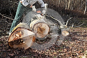 Lumberjack using chainsaw cutting big tree