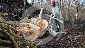 Lumberjack using chainsaw cutting big tree during the autumn wearing hardhat and headphones