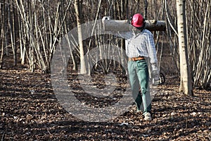 Lumberjack woodcutter with chainsaw carrying logs of big tree in