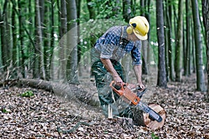 Lumberjack in the woods photo