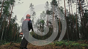 Lumberjack Worker in protective safety work wear With Chainsaw at Forest.