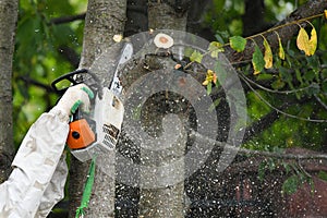 Lumberjack works with a chainsaw. Climber on a white background. cuts branches with a chainsaw and throws it to the ground.