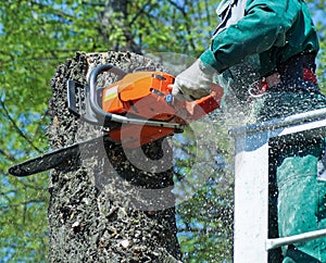 Lumberjack works with a chainsaw in height