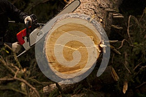 The lumberjack works in the thicket of the forest. Cut down a massive tree, sawdust, saw in the hands of men