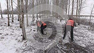 Lumberjacks working in birch grove