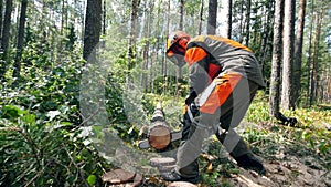 Lumberman is cutting trees in the forest