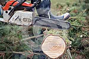 Lumberman with chainsaw cutting wood