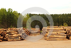 Lumberyard with stacks of logs