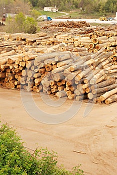 Lumberyard with stacks of logs