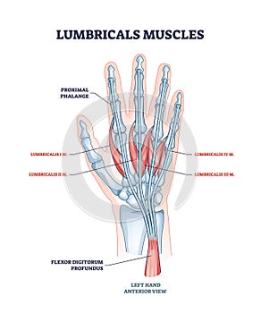 Lumbricals muscles as hand and fingers muscular part anatomy outline diagram