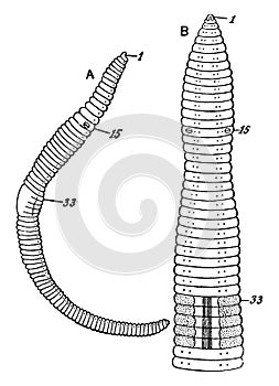 Lumbricus Agricola, vintage illustration