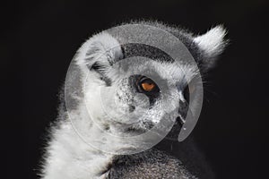 Lemur