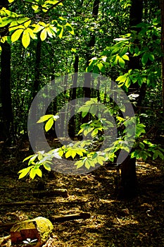 luminated leaves in a forest