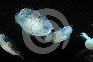 Luminescent Jellyfish floating