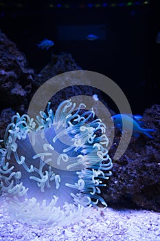 Luminescent sea anemonea and fish within tank with coral formation in background