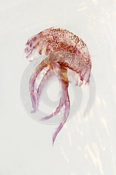 Luminiscent red pink jellyfish pelagia noctiluca photo