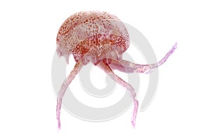 Luminiscent red pink jellyfish pelagia noctiluca photo