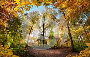 Luminous autumn scenery in a colorful forest