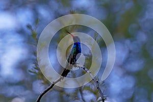 Luminous blue serenity of perched hummingbird