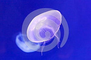 Luminous jellyfish