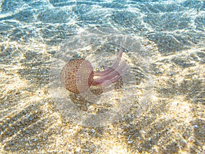 luminous jellyfish in sea background