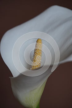 Luminous Petals: White Calla Lily in Macro Portrait photo