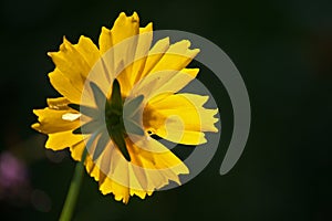 LUMINOUS TICKSEED FLOWER ON A STEM IN SUNLIGHT