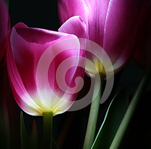 Luminous tulips in night