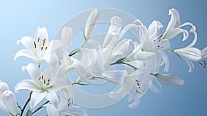 Luminous White Lilies: Intricate Petals Unfurling Under the Sun\'s Touch AI Generated