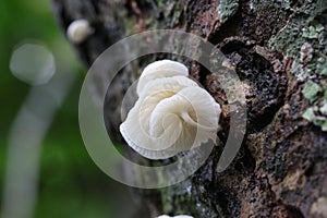 Luminous white mushrooms growing on a tree trunk